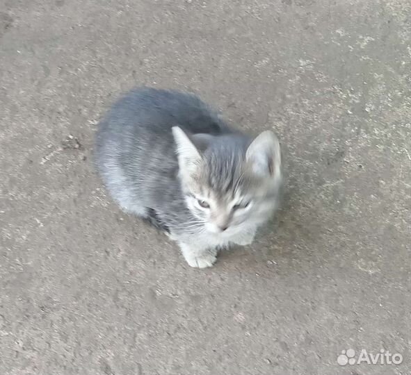 Котенок, мальчик