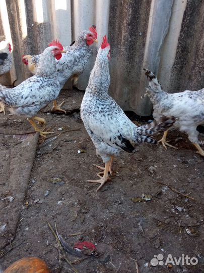 Петушки Борковская борвистая