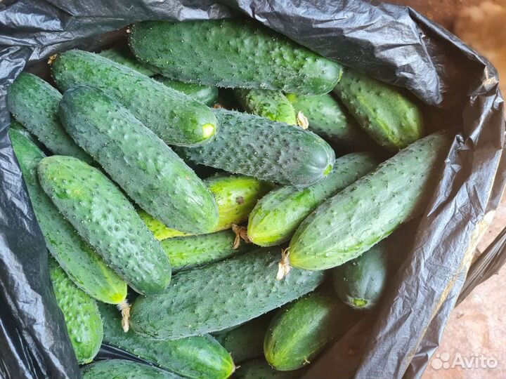 Огурцы свежие домашние