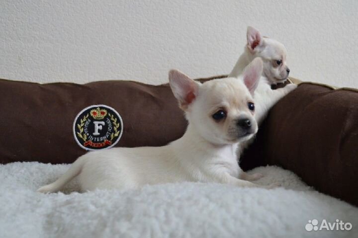 Шикарный щенок чихуахуа,ркф,чип,клеймо