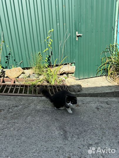 Кошки бесплатно