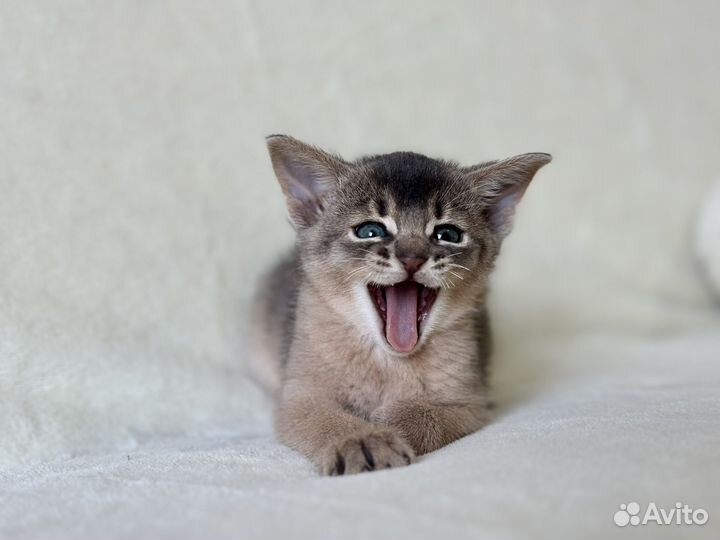 Абиссинские котята
