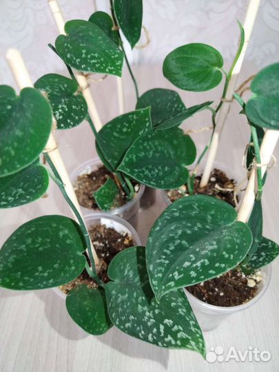 Эпипремнум, сциндапсус