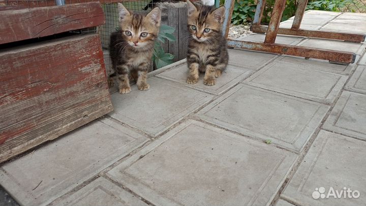 Кошка в дар бесплатно