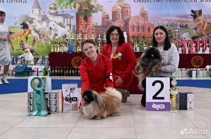 Услуги хендлера