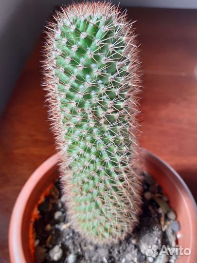 Кактус маммилярия