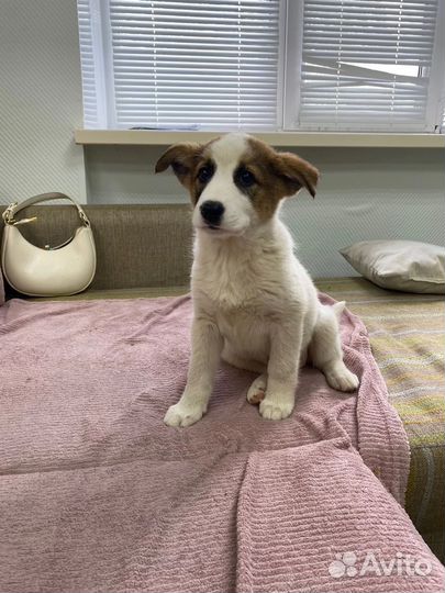 Щенок на охрану