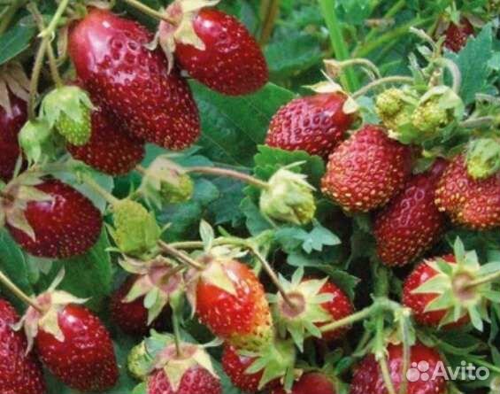 Земклуника пенелопа