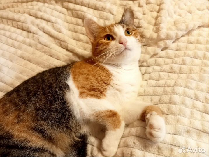 Василисе очень нужен дом