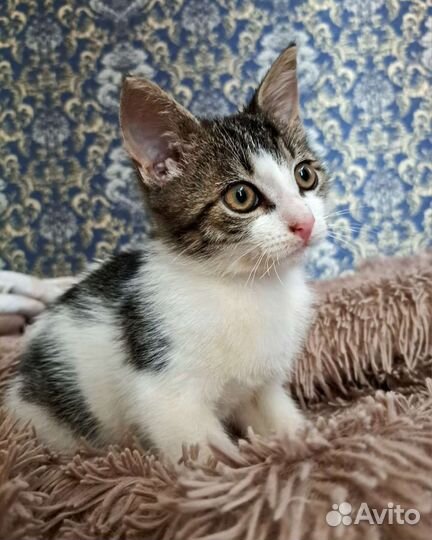 Азорной мальчуган ищет дом бесплатно