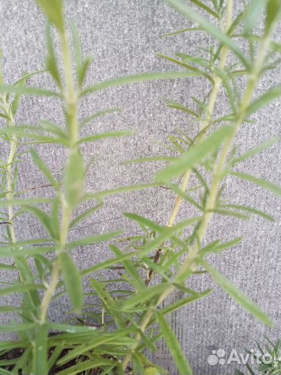 Розмарин растение