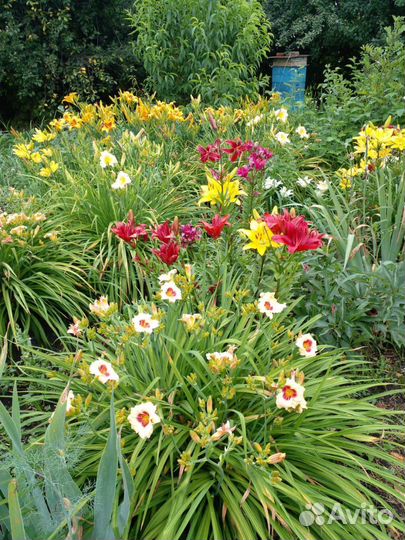 Лилии луковицы