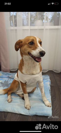 Ветеринарный врач