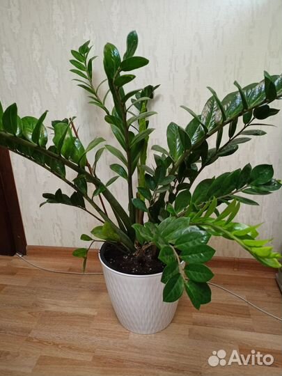 Замиокулькас