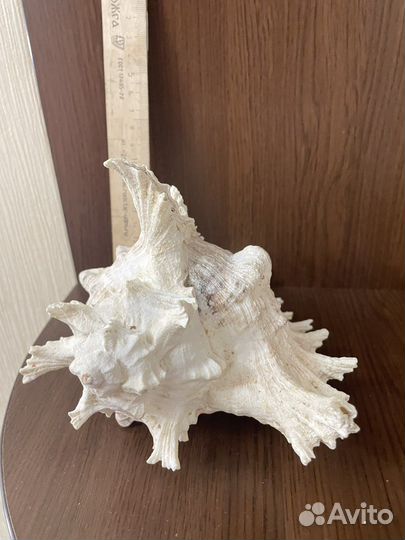 Ракушка морская большая