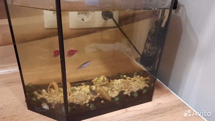 Аквариум