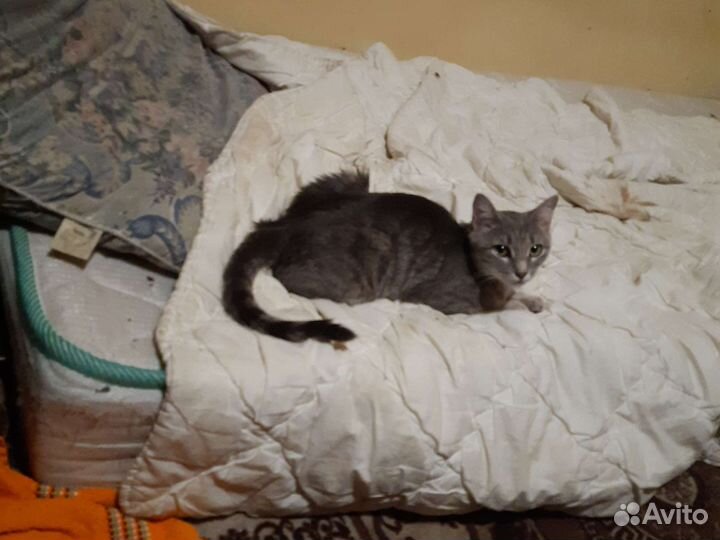 Кошка и котята