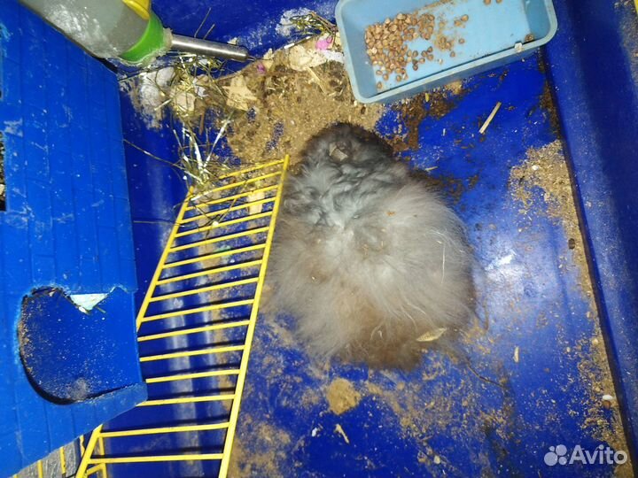 Хомячек умирающий