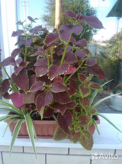 Комнатные цветы и другие