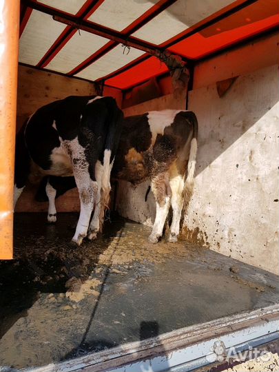 Перевозка скота, домашних животных