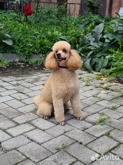 Пудель вязка