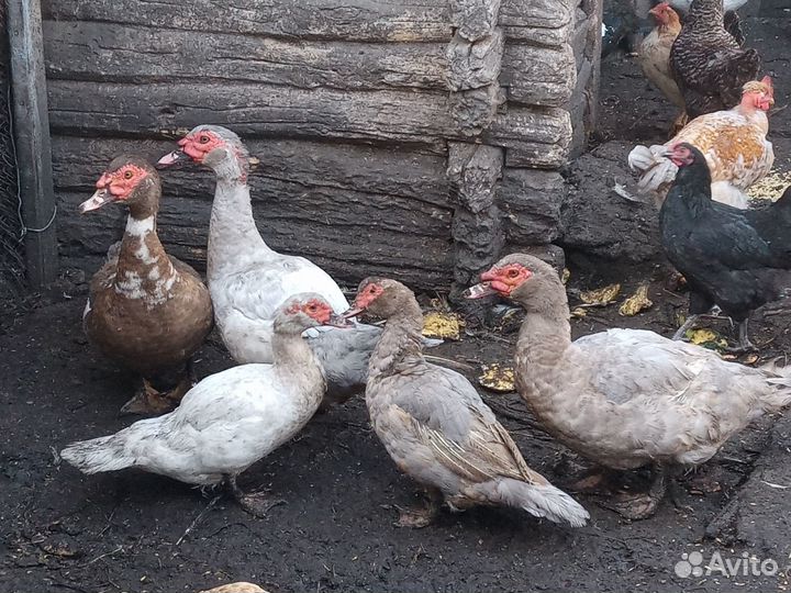 Голубые мускусные утки