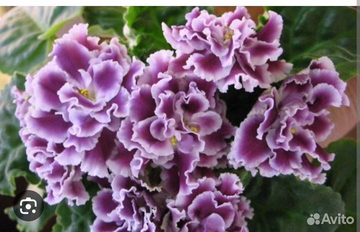 Детки сортовых фиалок