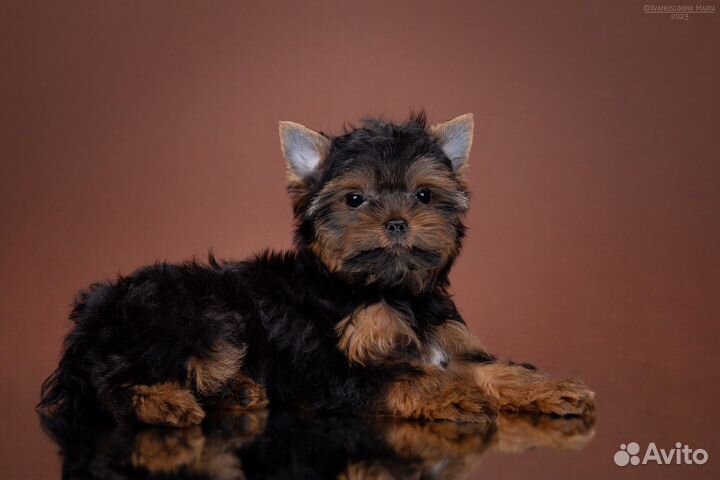 Питер - Пэн / Piter - Pen (Мальчик/Boy)