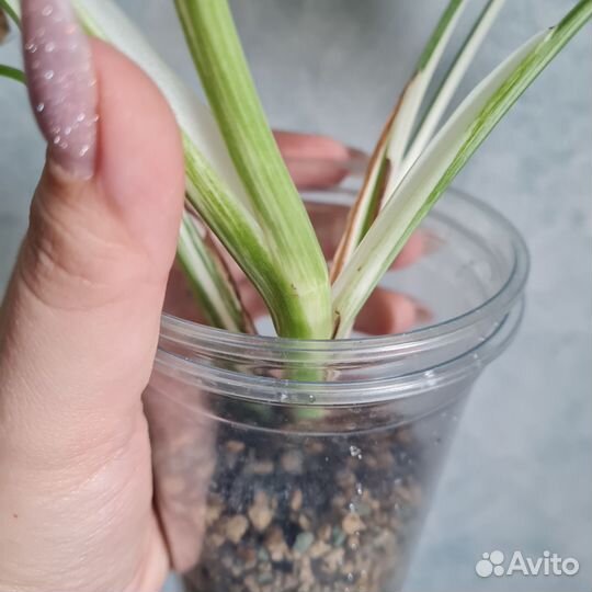 Монстера альба