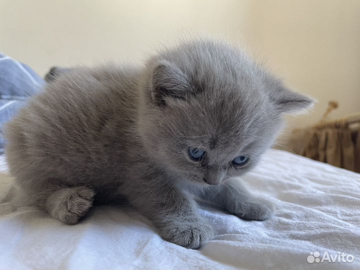 Британские котята