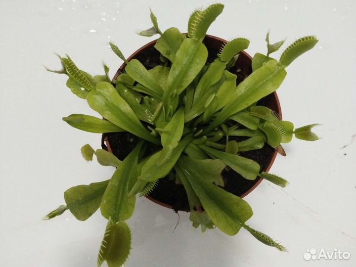 Насекомоядные растения