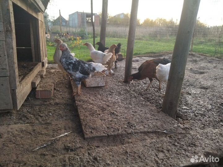 Молодые петушки