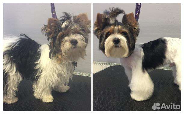 Груминг собак