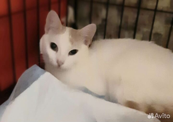 Кошки в добрые руки