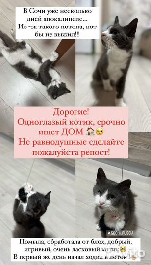 Котята в добрые руки мальчики