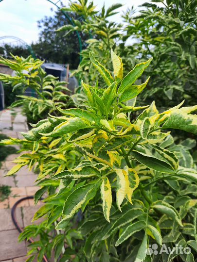 Бузина мадонна