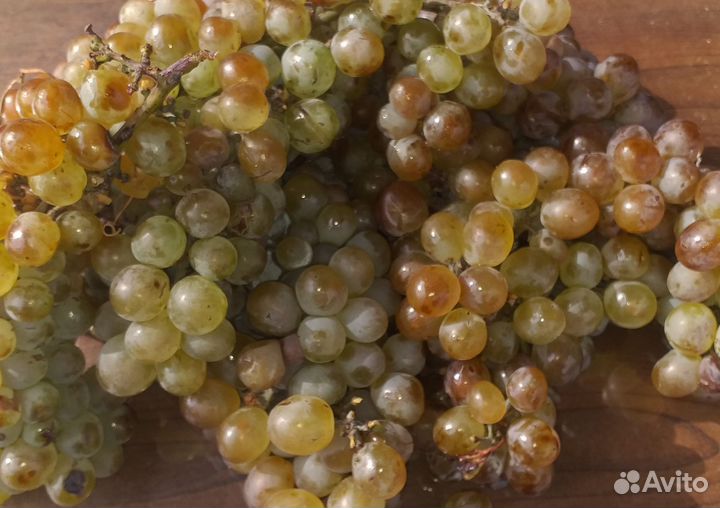 Ркацителли