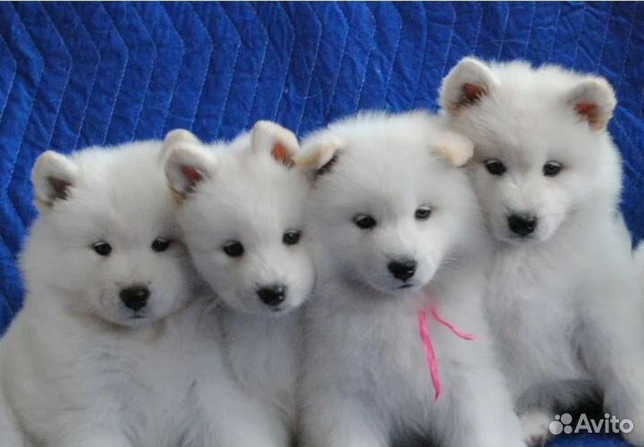 Самоедская лайка щенки