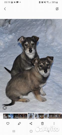 Мальчишки, 3,5месяца