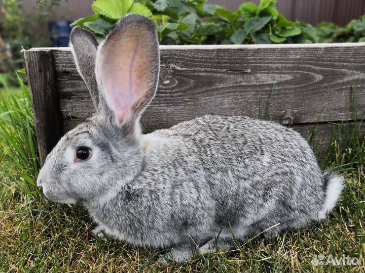 Кролики советская шиншилла
