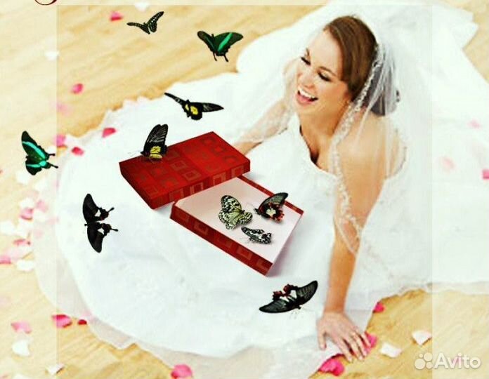 Франшиза Салюты из Живых Тропических Бабочек 2406