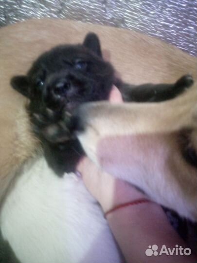 Щенки лабрадора