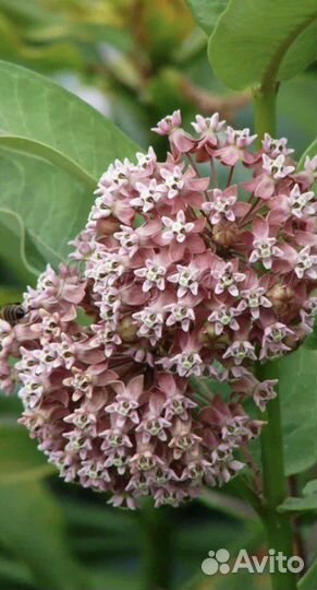 Ваточник сирийский