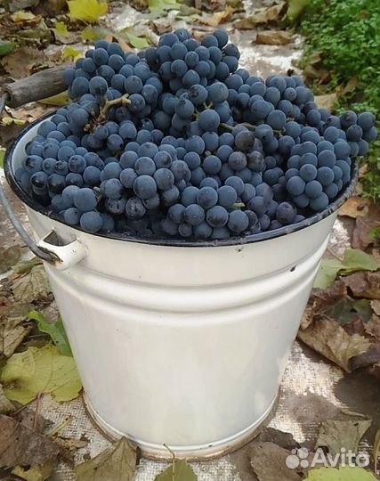 Саженцы винного винограда Изабелла