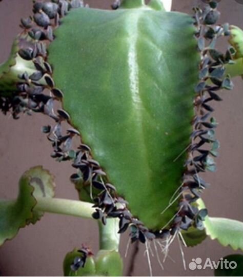 Каланхоэ лечебное