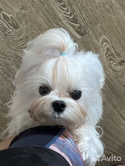 Мальтезе вязка