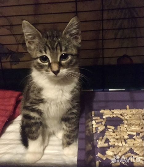 Котенок мальчик