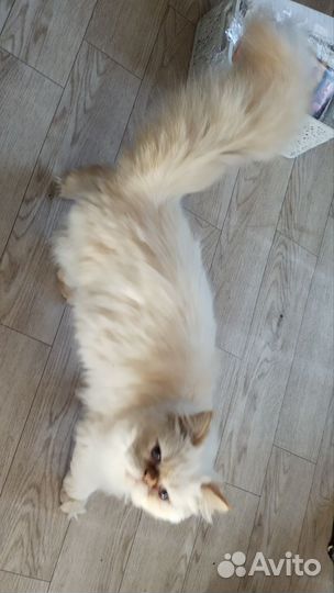 Кот экзотический