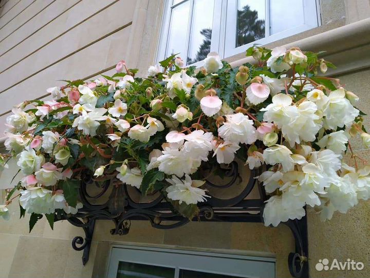 Бегония ампельная в горшках и кашпо