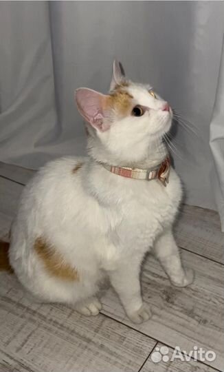 Кошка мышеловка